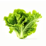 Lettuce Green